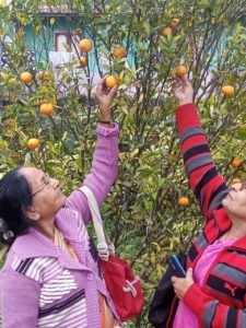 Sittong Orange Orchard 1