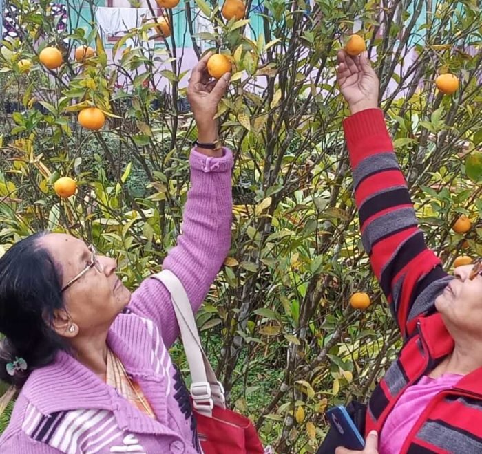 Sittong Orange Orchard 1